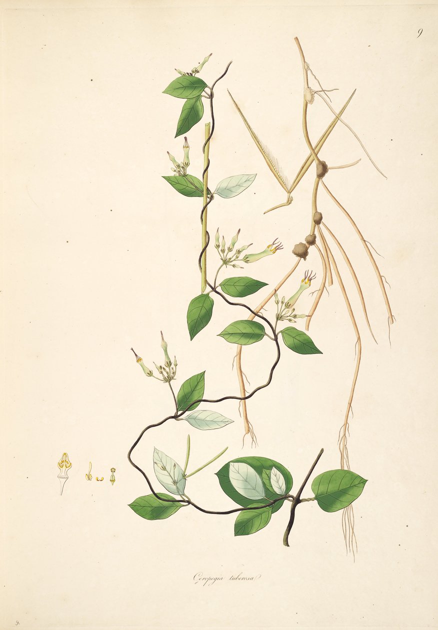 Illustration af Ceropegia tuberosa (= Ceropegia candelabrum subsp. Tuberosa), Apocynaceae, Asclepiadoideae af anonymus