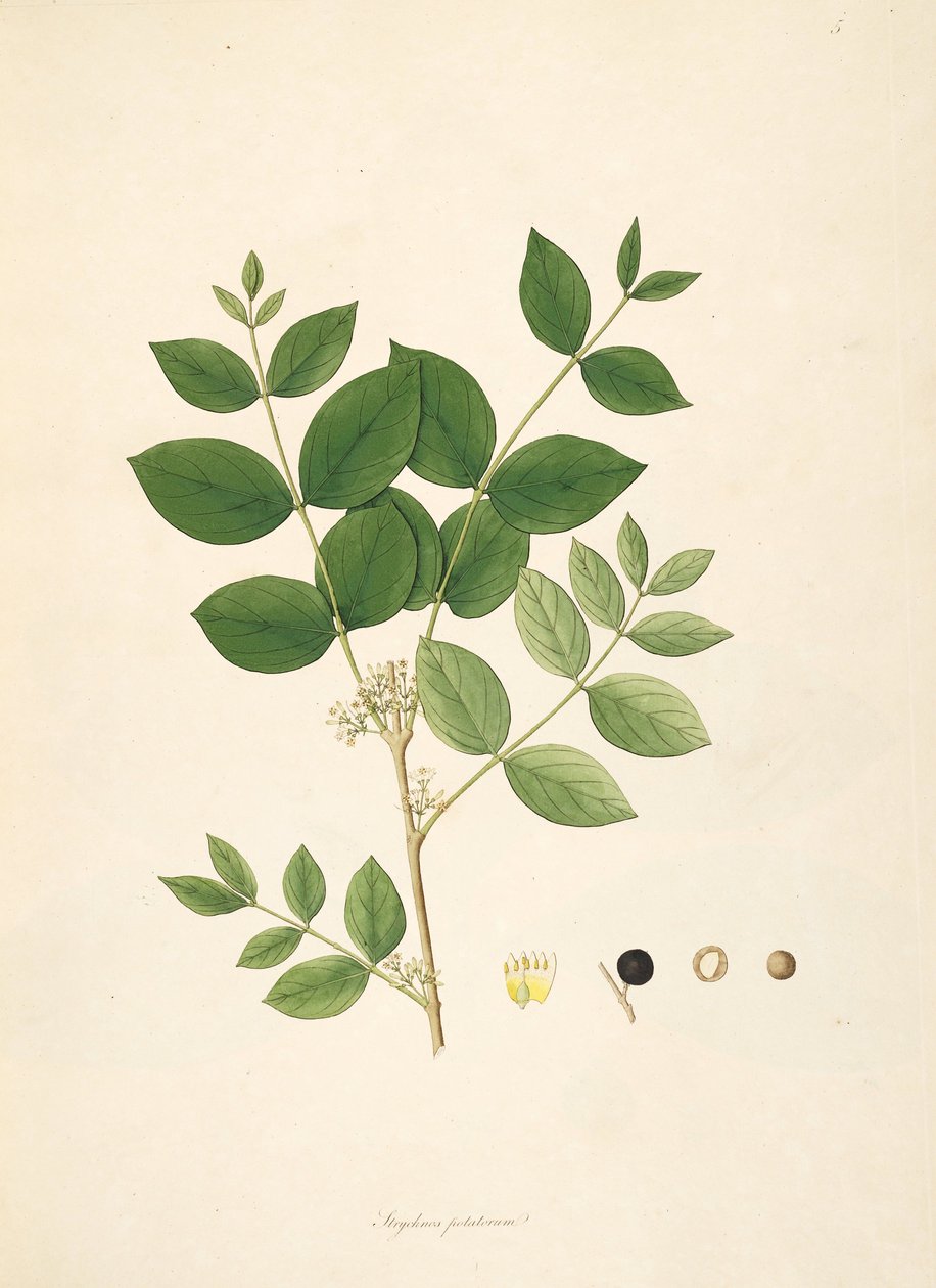 Illustration af Strychnos potatorum, Loganiaceae af anonymus