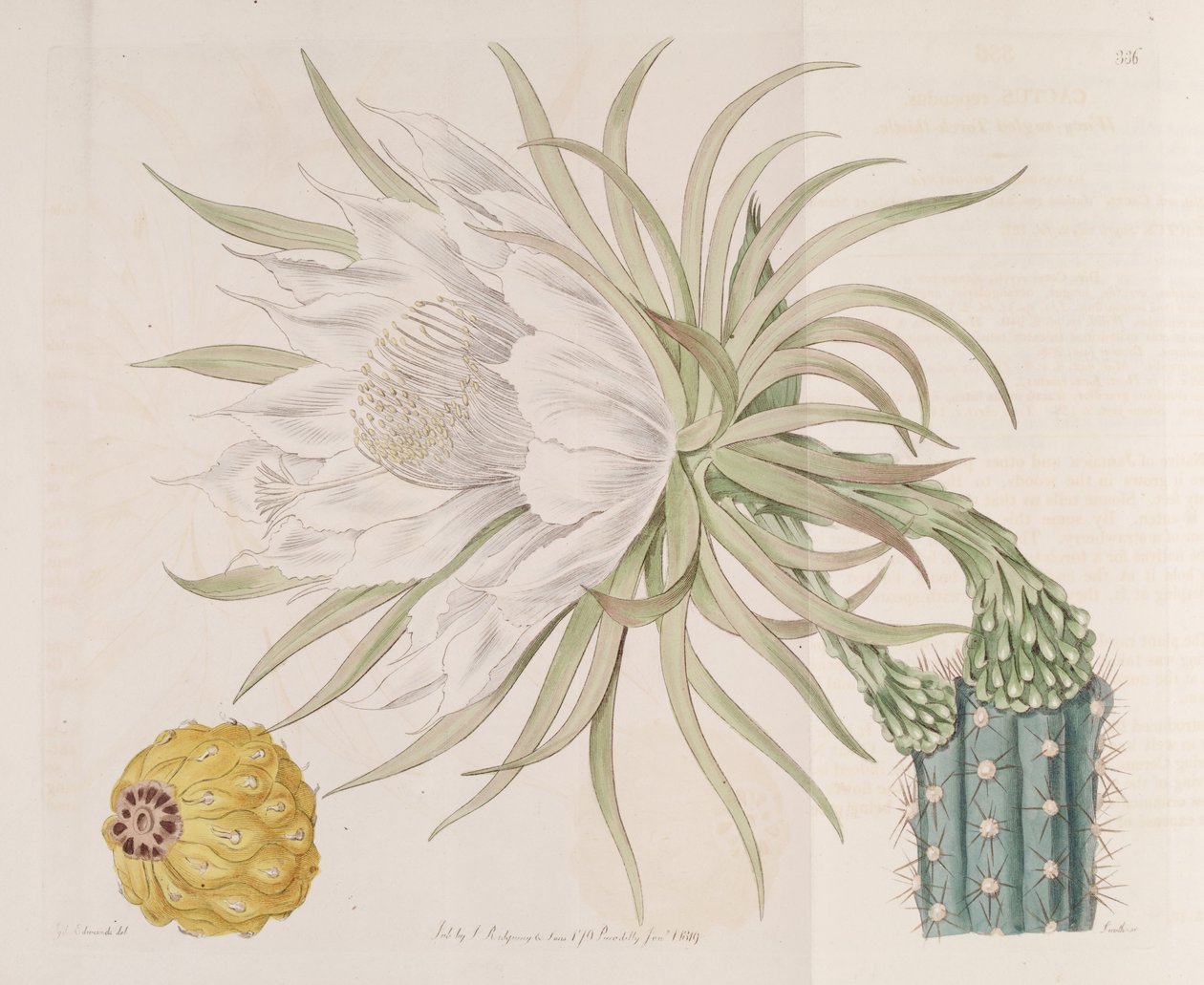 Harrisia gracilis af Edwards