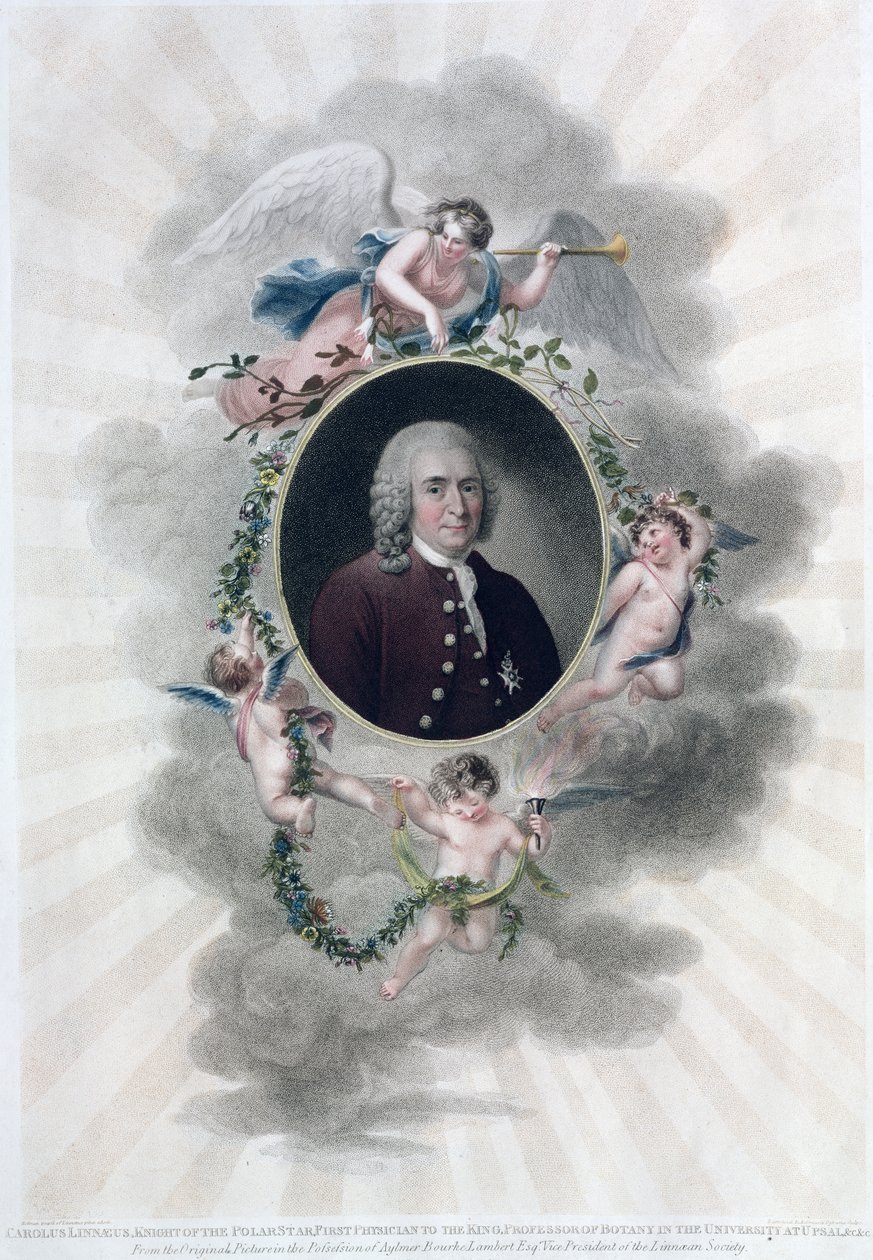 Carolus Linnaeus (1707-78), ridder af Polestjernen, kongens første læge, professor i botanik ved universitetet i Upsal, graveret af Francesco Bartolozzi (1727-1815), udgivet 1806 (farve af Hollman