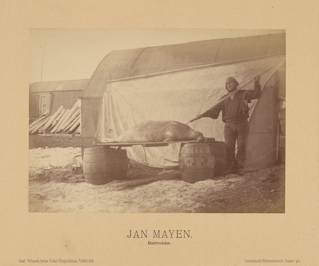 Jan Mayen, Bartrobbe af (Linienschiffs Lieutenant) Richard Basso