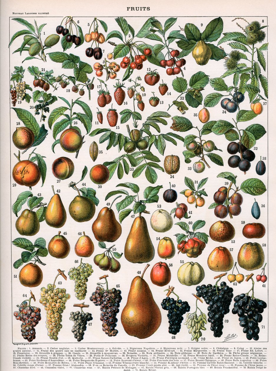 Illustration af frugtsorter, ca. 1905-10 (farve litho) af (after) Alillot