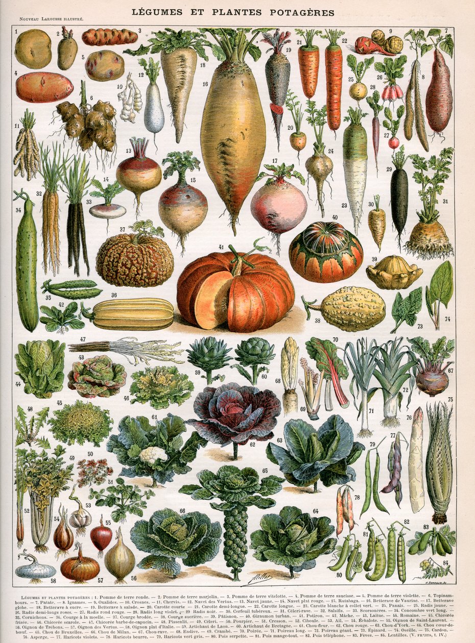 Illustration af grøntsagssorter, ca. 1905-10 (farve litho) af (after) Alillot