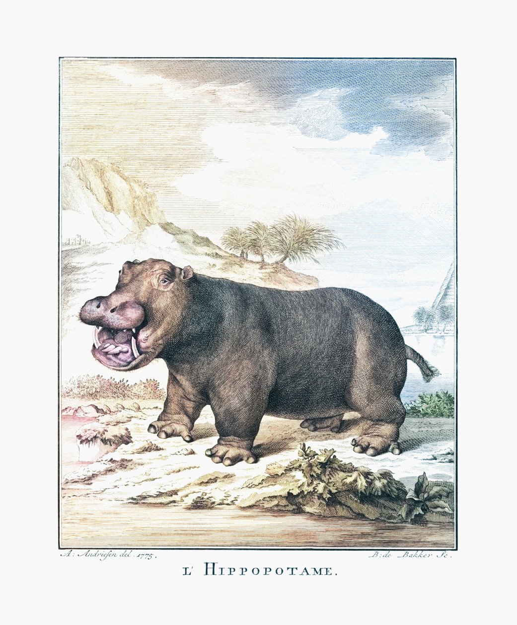 En flodhest (Hippopotamus amphibius) af (after) Dutch School