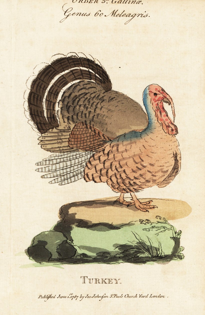 Tyrkiet, Meleagris gallopavo af (after) English School