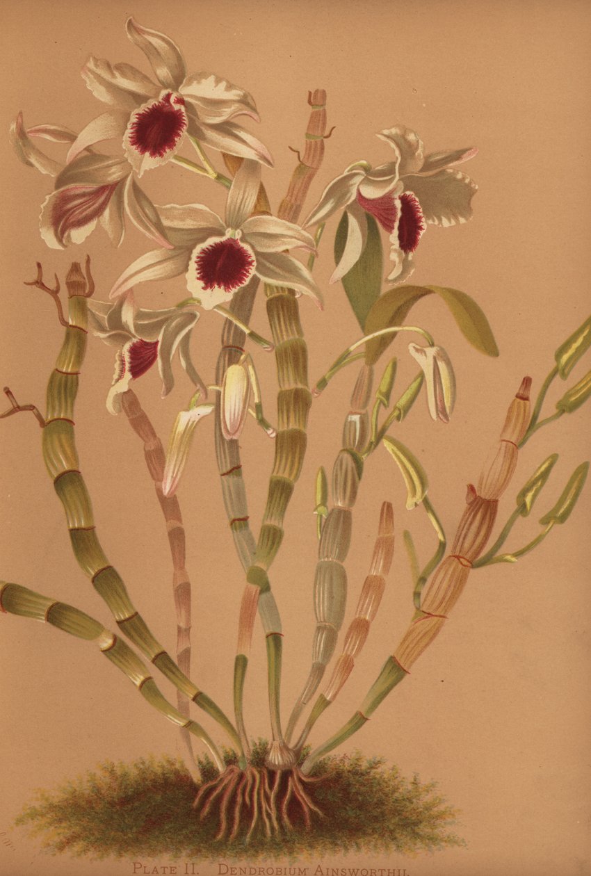 Ainsworths hybrid dendrobium orkidé, Dendrobium x ainsworthii af Unknown