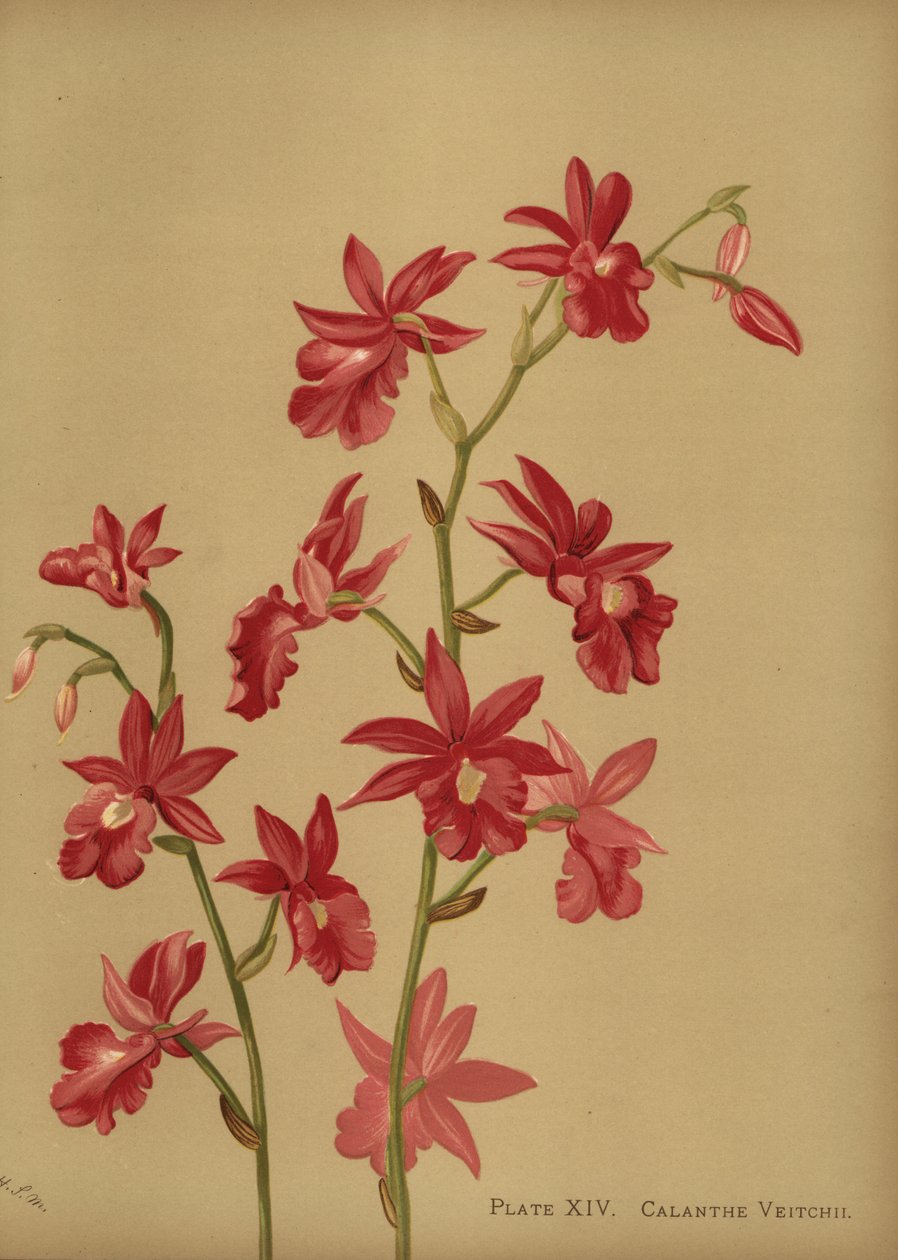 Juleorkidéhybrid, Calanthe x veitchii af Unknown