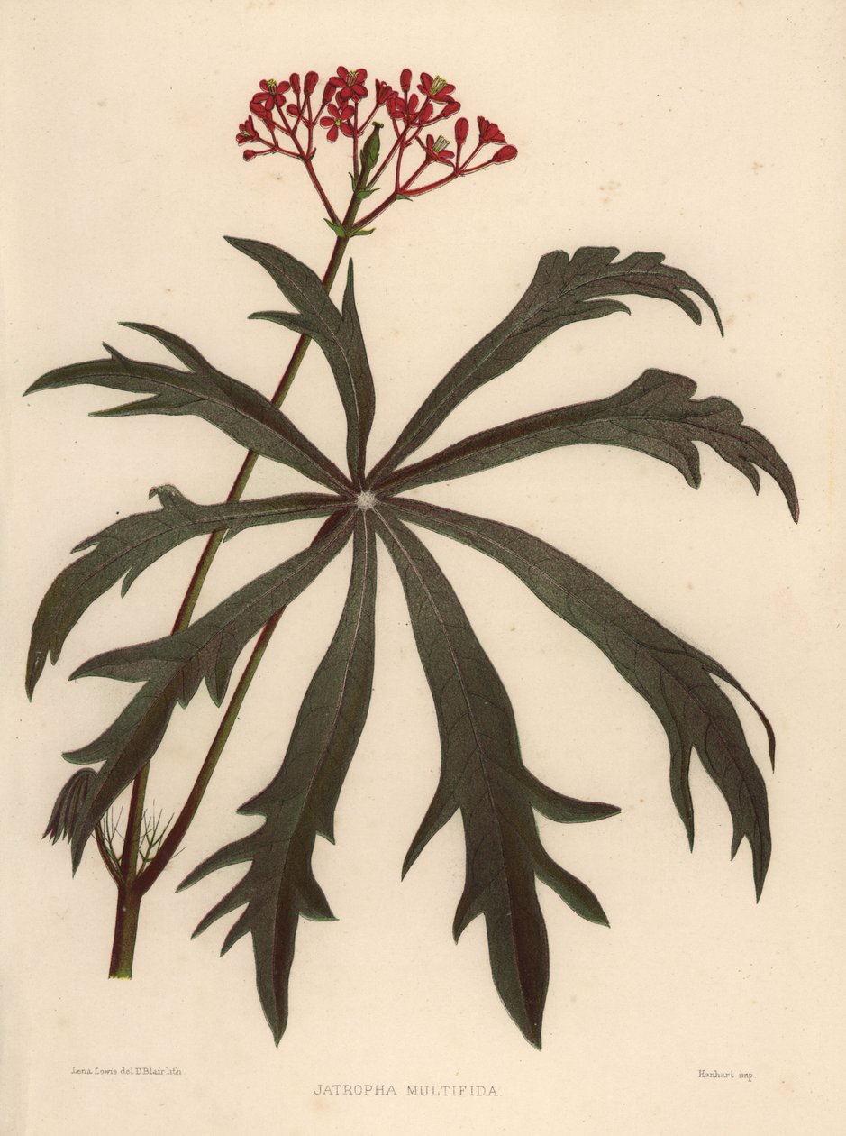 Coralbush, Jatropha multifida af Unknown