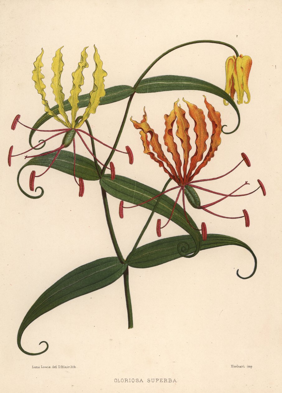 Flammelilje, Gloriosa superba af Unknown