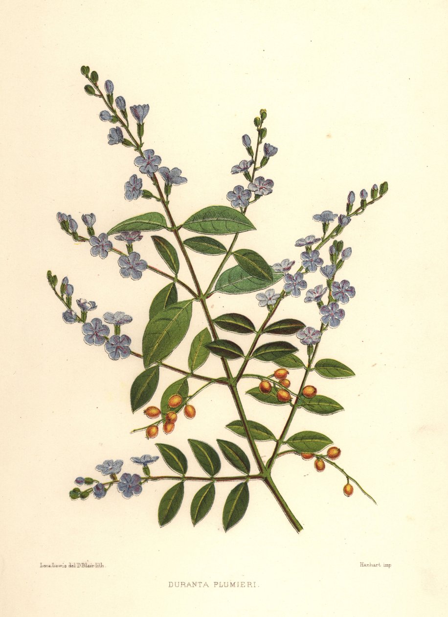 Gyldne dugdråber, duebær eller himmelblomst, Duranta erecta (Duranta plumieri) af Unknown