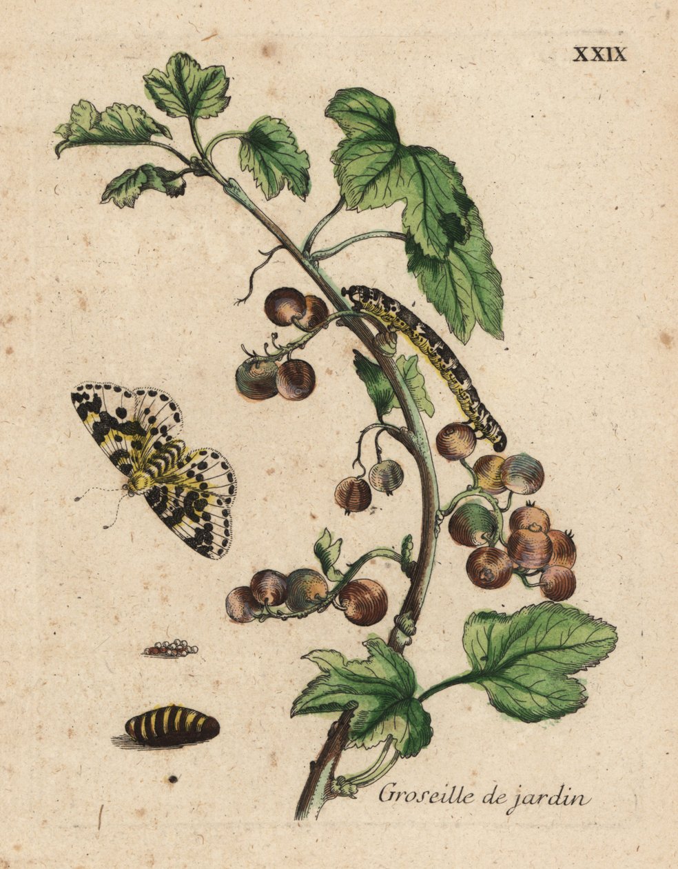 Stikkelsbærplante, groseille de jardin, Ribes uva-crispa med møl, larve og puppe, Tavle XXIX af Unknown