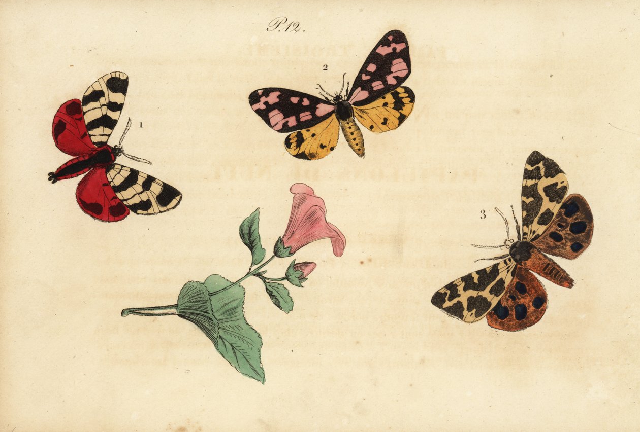 Hebe tiger møl, Arctia festiva 1, cremeplet tiger, Epicallia villica 2, og haven tiger møl, Arctia caja 3. Ecaille hebe, Ecaille fermiere, Ecaille martre af Unknown