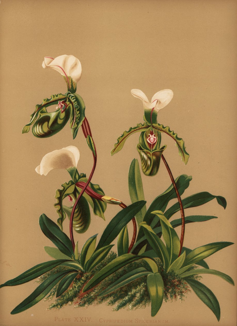 Paphiopedilum spicerianum orkidé (Cypripedium spicerianum) af Unknown