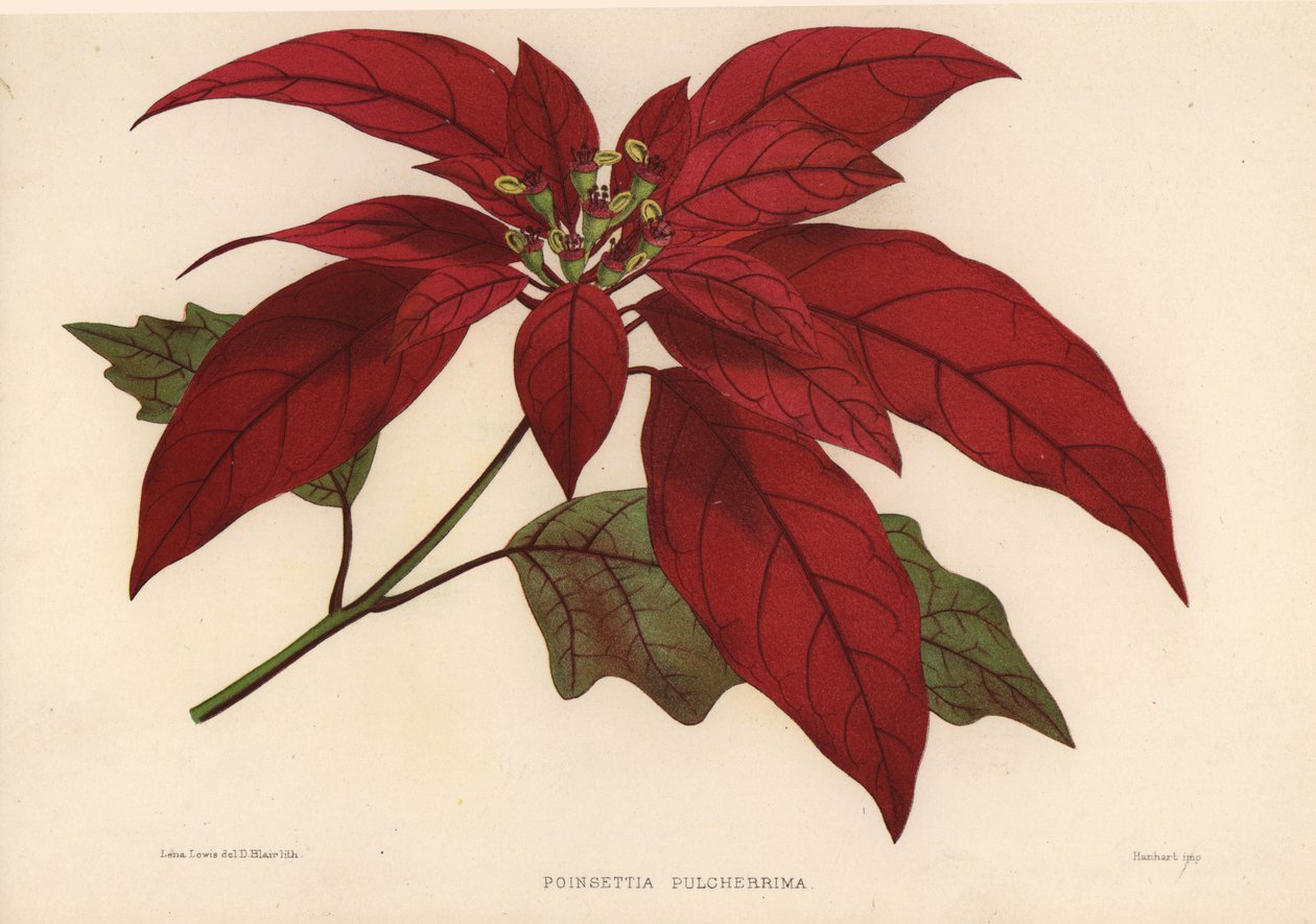 Julestjerne, Euphorbia pulcherrima (Poinsettia pulcherrima) af Unknown