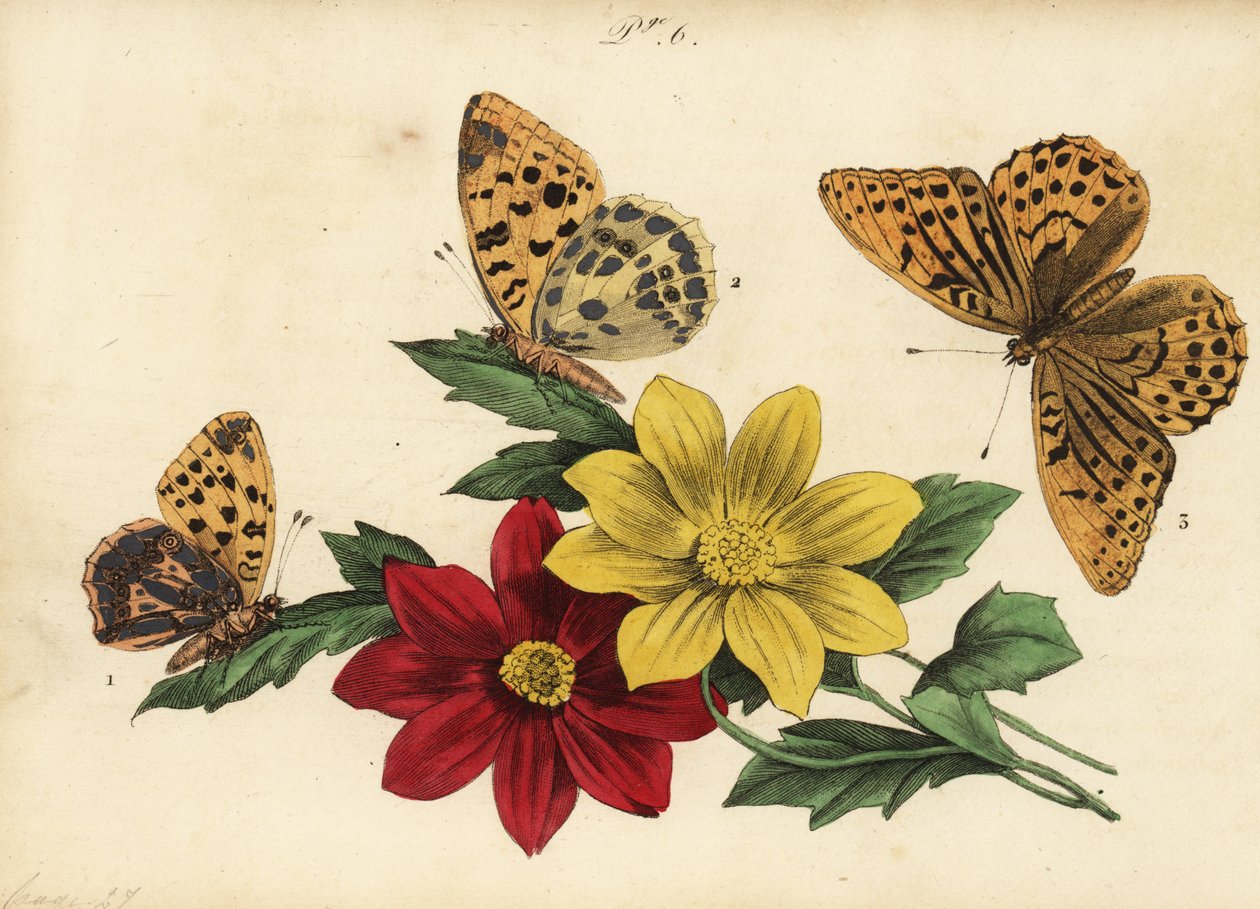 Queen of Spain fritillary, Issoria lathonia 1, mørkegrøn fritillary, Argynnis aglaja 2 og sølvvasket fritillary, Argynnis paphia 3 af Unknown