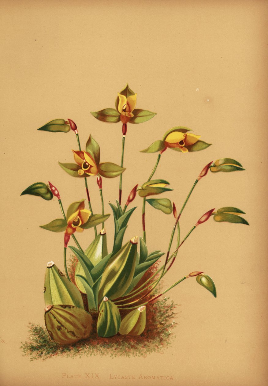 Sødduftende lycaste orkidé, Lycaste aromatica af Unknown