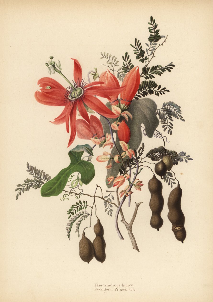 Tamarind, Tamarindus indica, og rød passionsblomst, Passiflora racemosa (Passiflora princeps) af Unknown