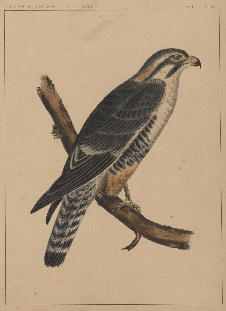Fugle, tavle I, 1855 af American School