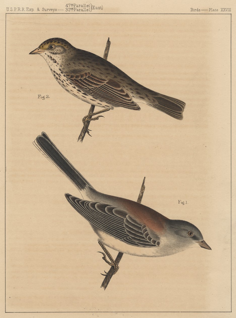 Fugle, plade XXVIII, 1855 af American School