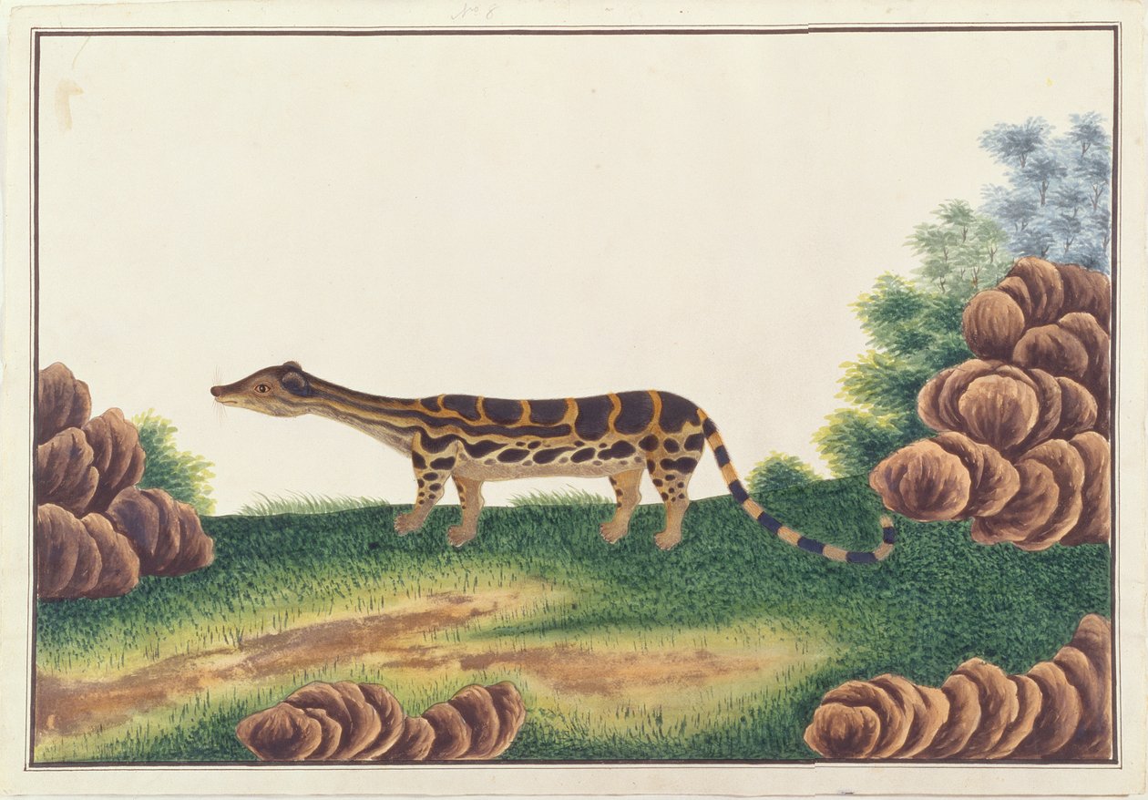 Banded Linsang, fra tegninger af dyr, insekter og krybdyr fra Malacca, ca. 1805-18 (wc og gouache på papir) af Chinese School