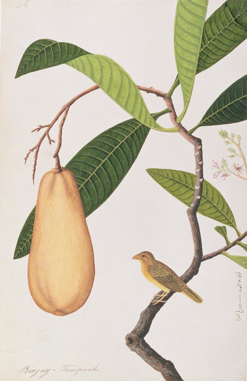 Baya Weaver, fra Tegninger af fugle fra Malacca, ca. 1805-18 (wc på papir) af Chinese School
