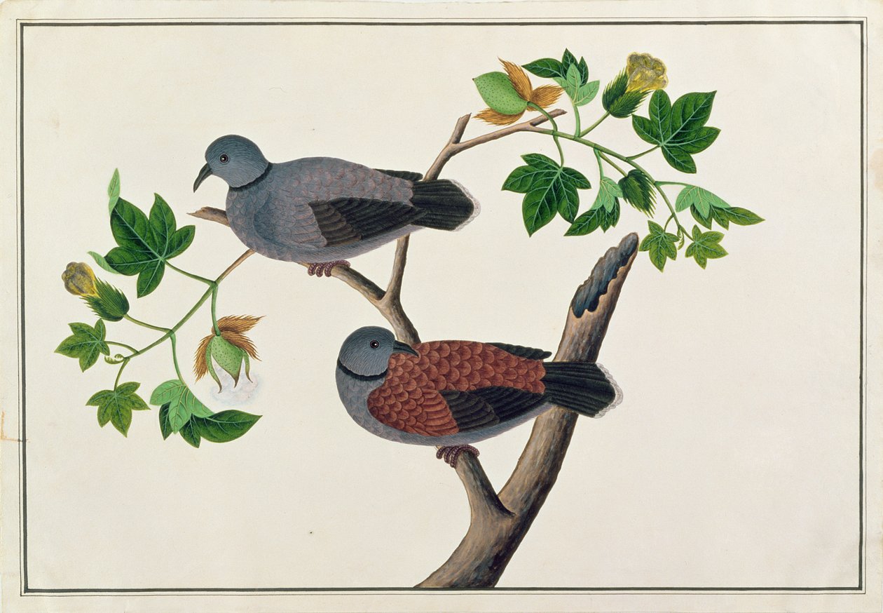 Fugle i et træ, fra Tegninger af Fugle fra Malacca, ca. 1805-18 (wc på papir) af Chinese School