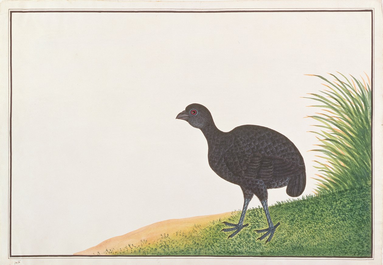 Sort Agerhøne, fra Tegninger af Fugle fra Malacca, ca. 1805-18 (wc på papir) af Chinese School