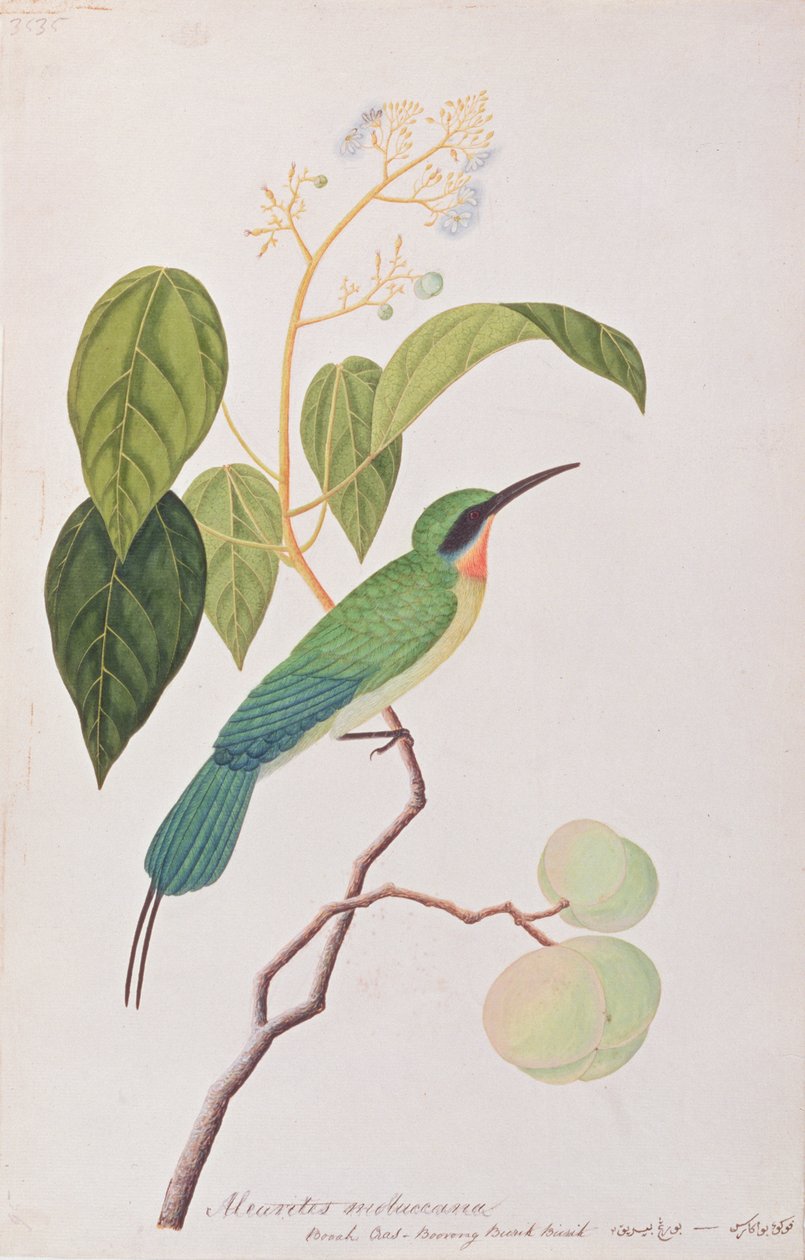 Blåhalet biæder, fra tegninger af fugle fra Malacca, ca. 1805-18 (wc på papir) af Chinese School