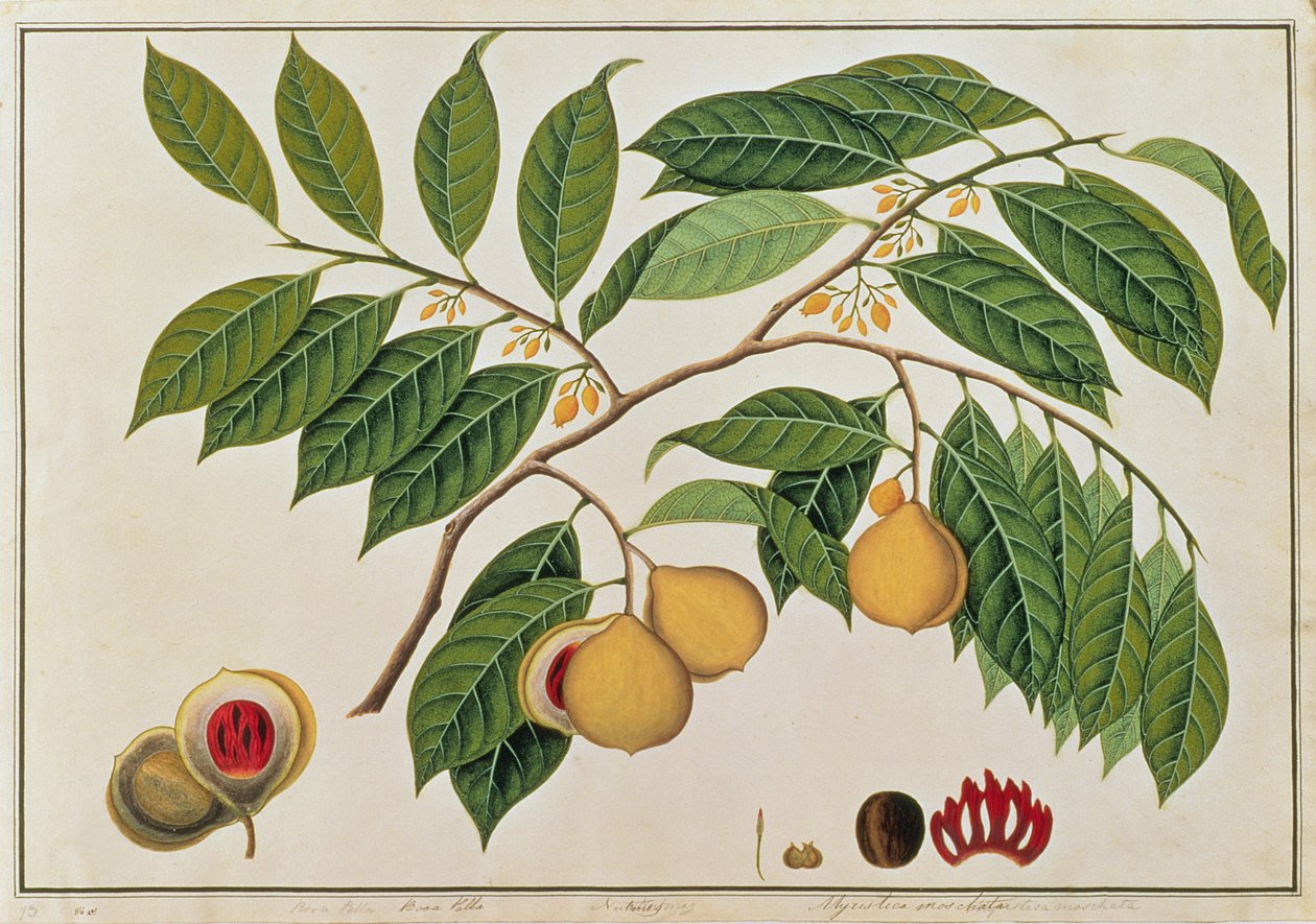Booa Palla eller muskatnød, fra tegninger af planter fra Malacca, ca. 1805-18 (wc på papir) af Chinese School