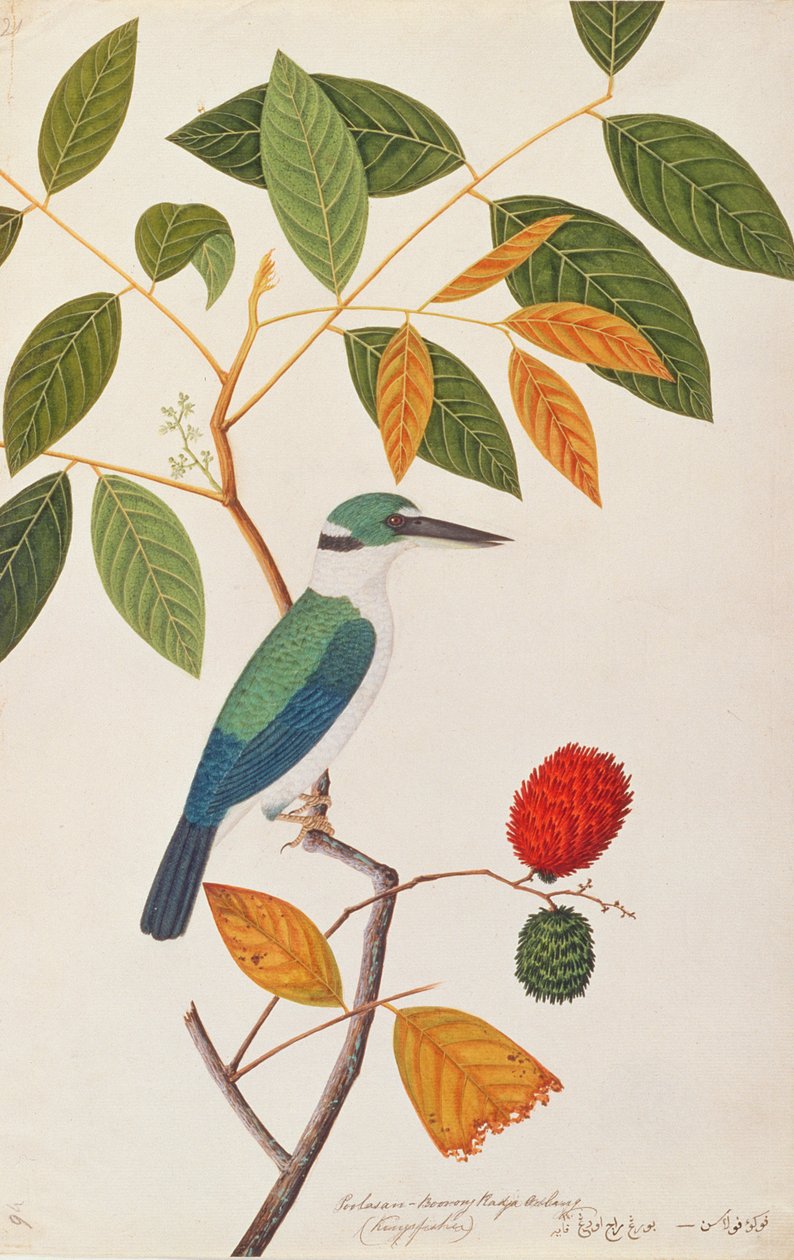 Collared Kingfisher, fra tegninger af fugle fra Malacca, ca. 1805-18 (wc på papir) af Chinese School