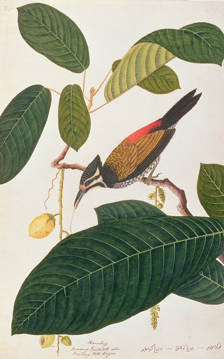 Almindelig gyldenbag, fra tegninger af fugle fra Malacca, ca. 1805-18 (wc på papir) af Chinese School