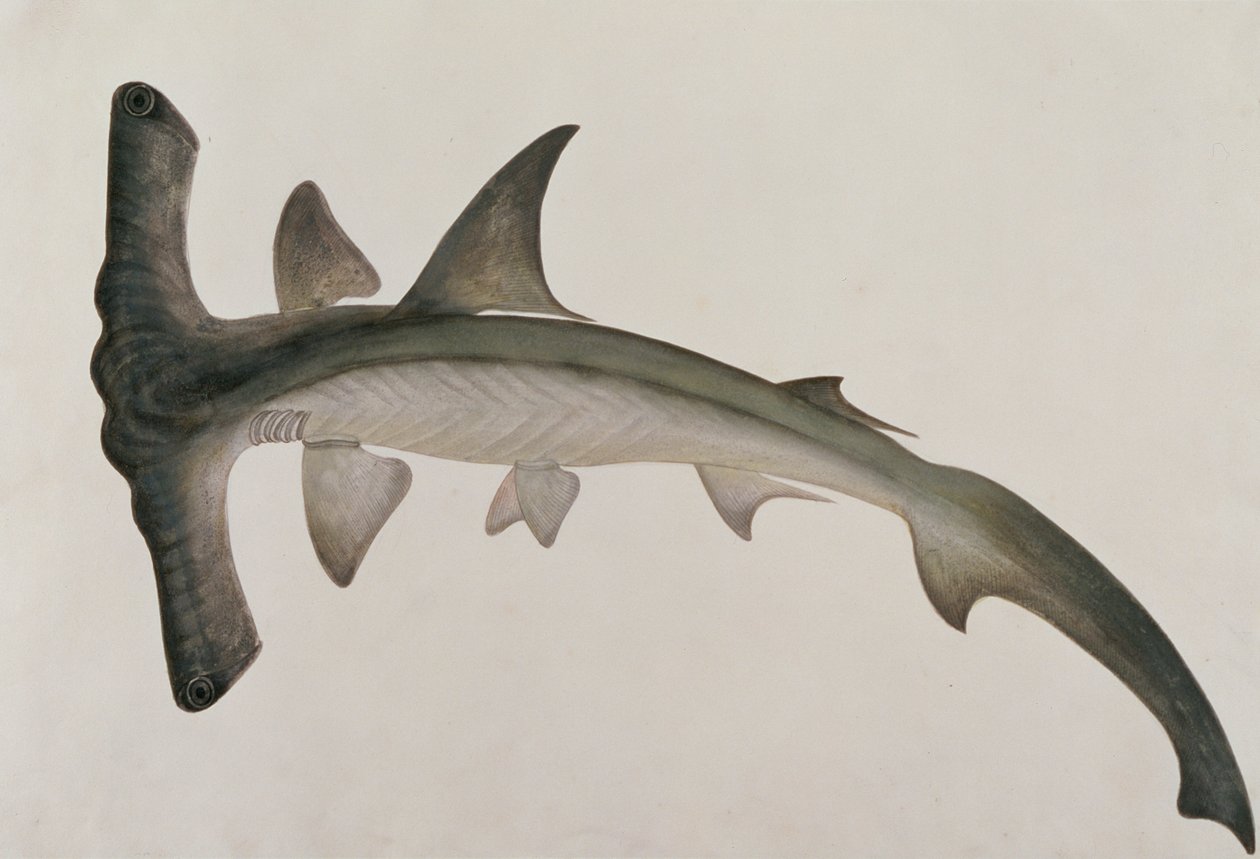 Eeoo Tando, fra Drawings of Fishes from Malacca, ca. 1805-18 (wc på papir) af Chinese School