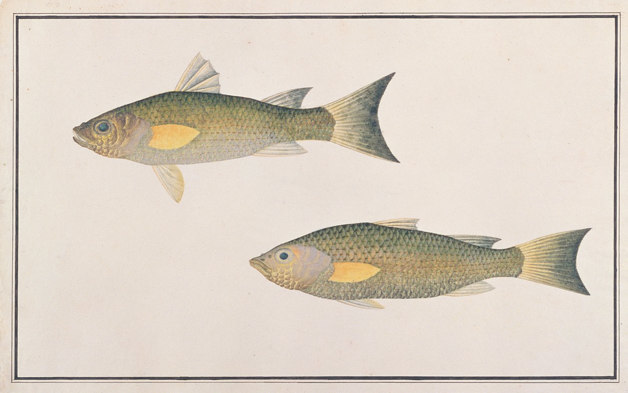 Grå multe, fra tegninger af fisk fra Malacca, ca. 1805-18 (wc på papir) af Chinese School