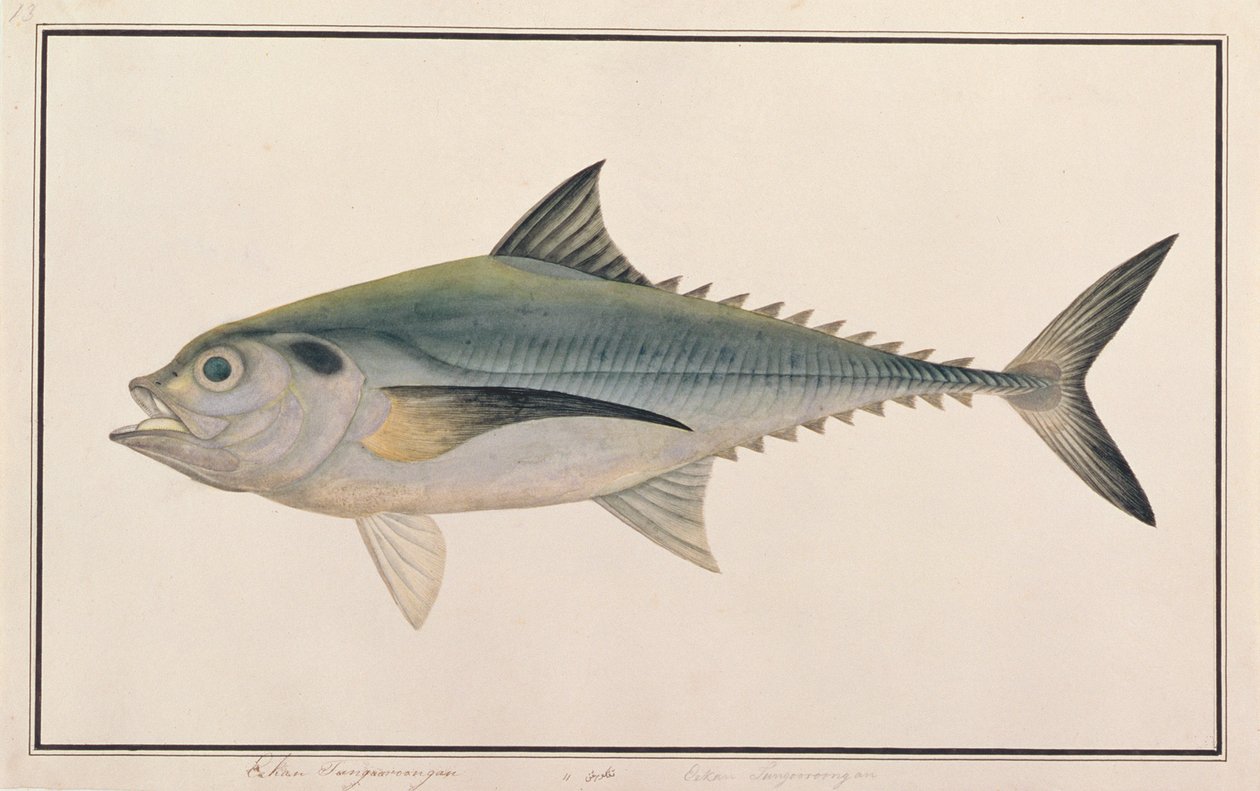 Hardtail Scad, fra tegninger af fisk fra Malacca, ca. 1805-18 (wc på papir) af Chinese School
