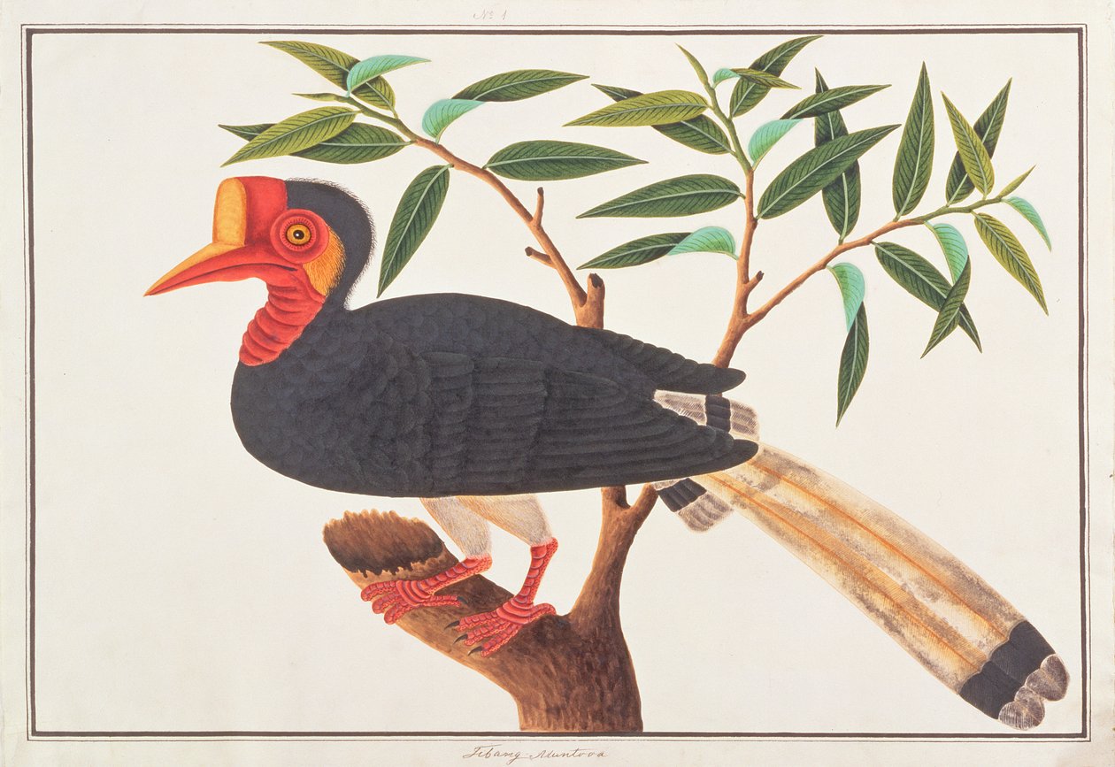 Hjelmnæsehornsfugl, fra tegninger af fugle fra Malacca, ca. 1805-18 (wc på papir) af Chinese School
