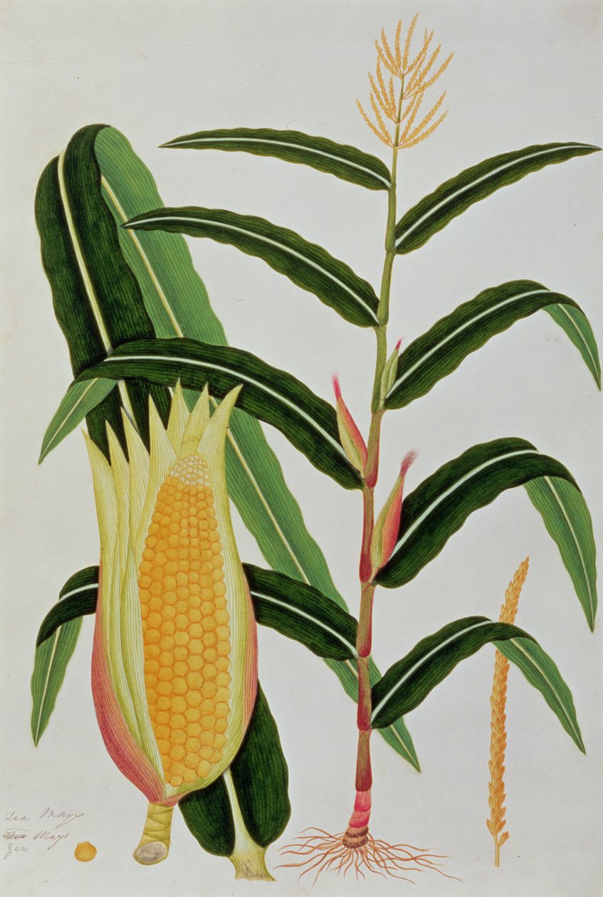 Jagong eller indiske majs, fra tegninger af planter fra Malacca, ca. 1805-18 (wc på papir) af Chinese School