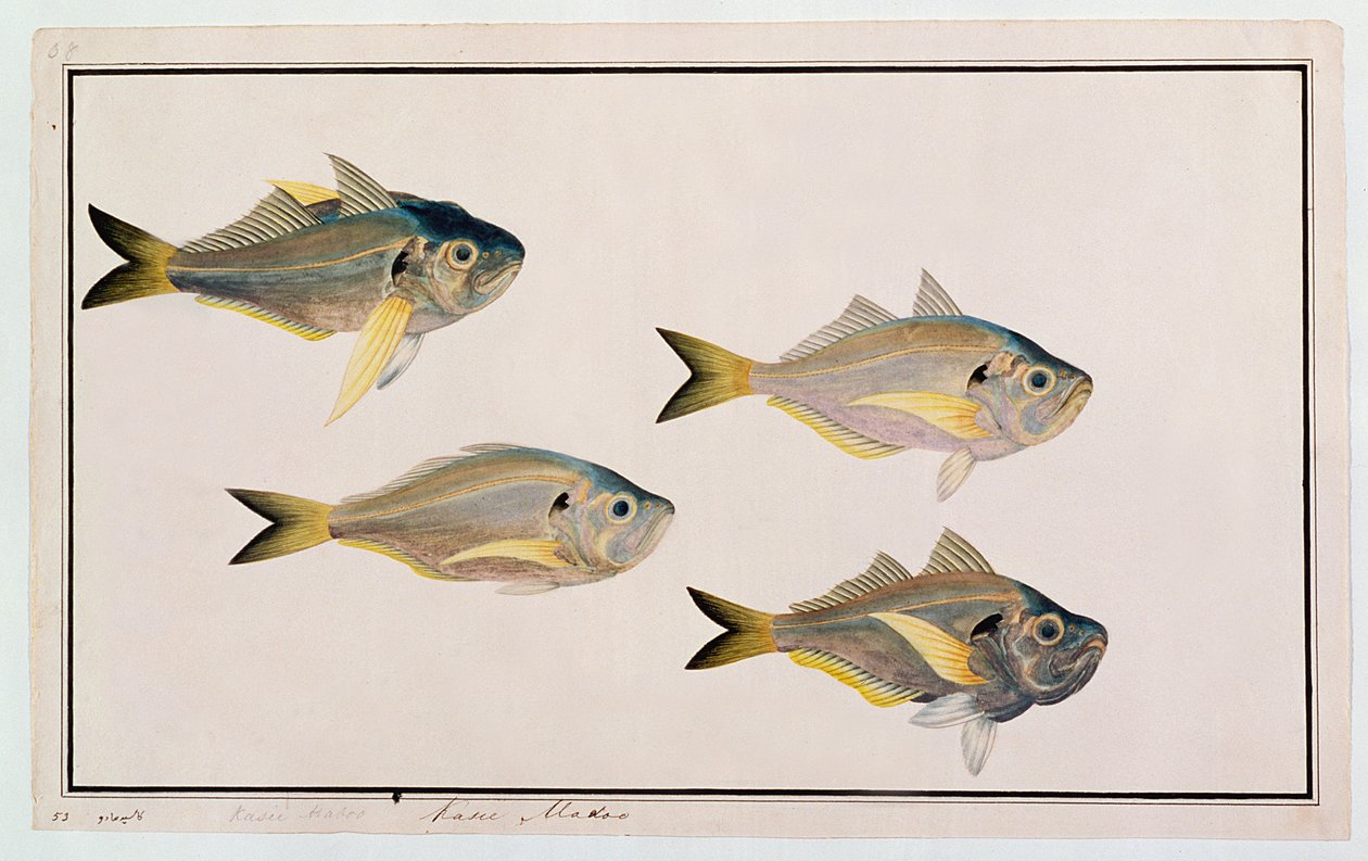 Kasee Madoo, fra Drawings of Fishes from Malacca, ca. 1805-18 (wc på papir) af Chinese School