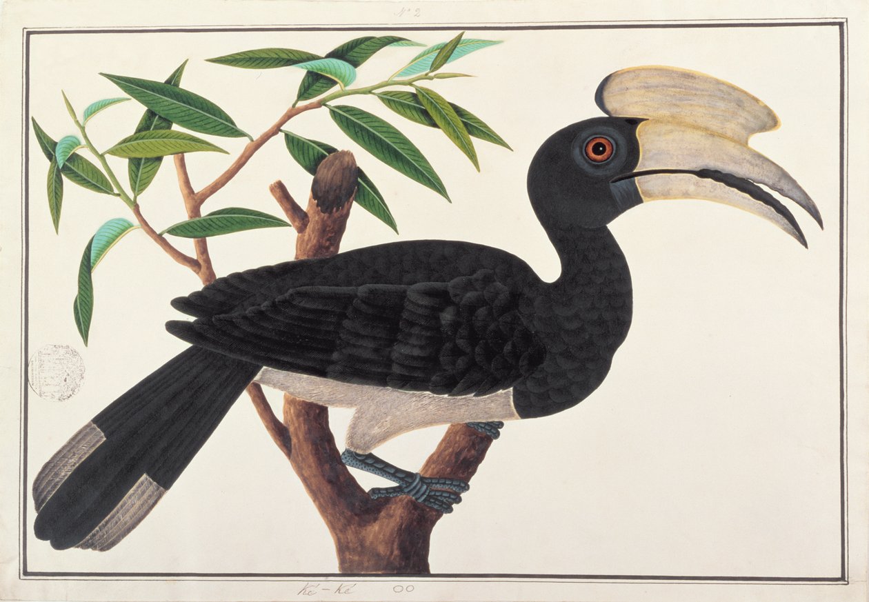 Ke-ke, fra Tegninger af Fugle fra Malacca, ca. 1805-18 (wc på papir) af Chinese School