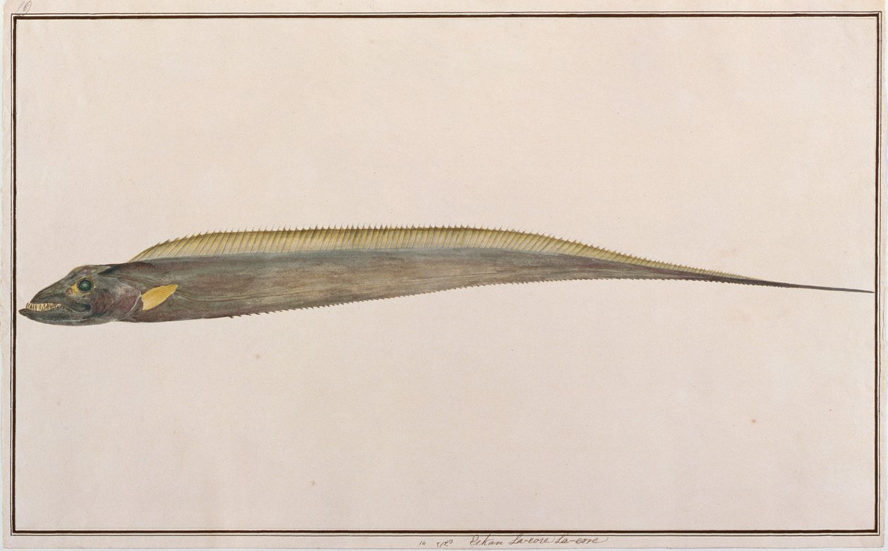 Largehead Hairtail, fra tegninger af fisk fra Malacca, ca. 1805-18 (wc på papir) af Chinese School