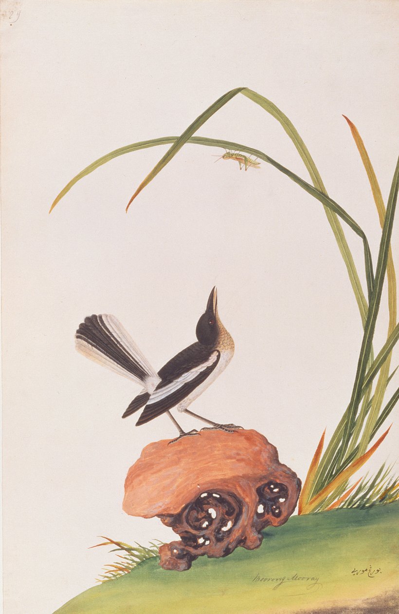Magpie Robin, fra Drawings of Birds from Malacca, ca. 1805-18 (wc på papir) af Chinese School