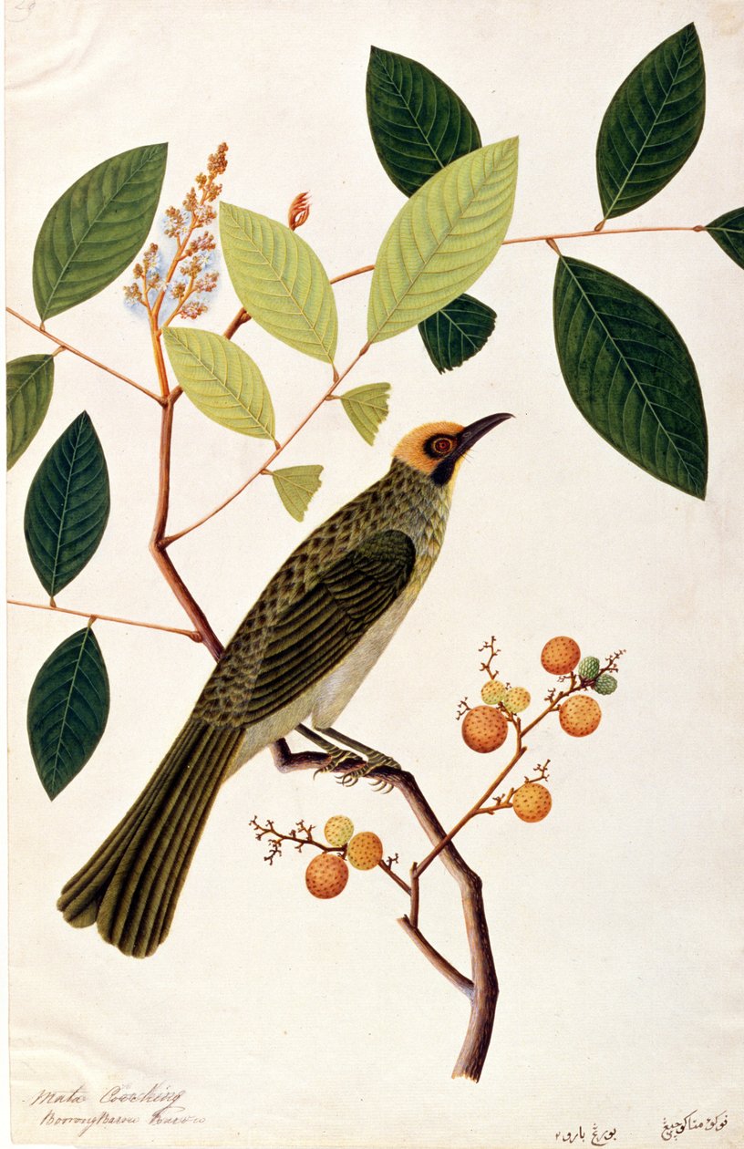 Mata Cooching, fra Tegninger af Fugle fra Malacca, ca. 1805-18 (wc på papir) af Chinese School