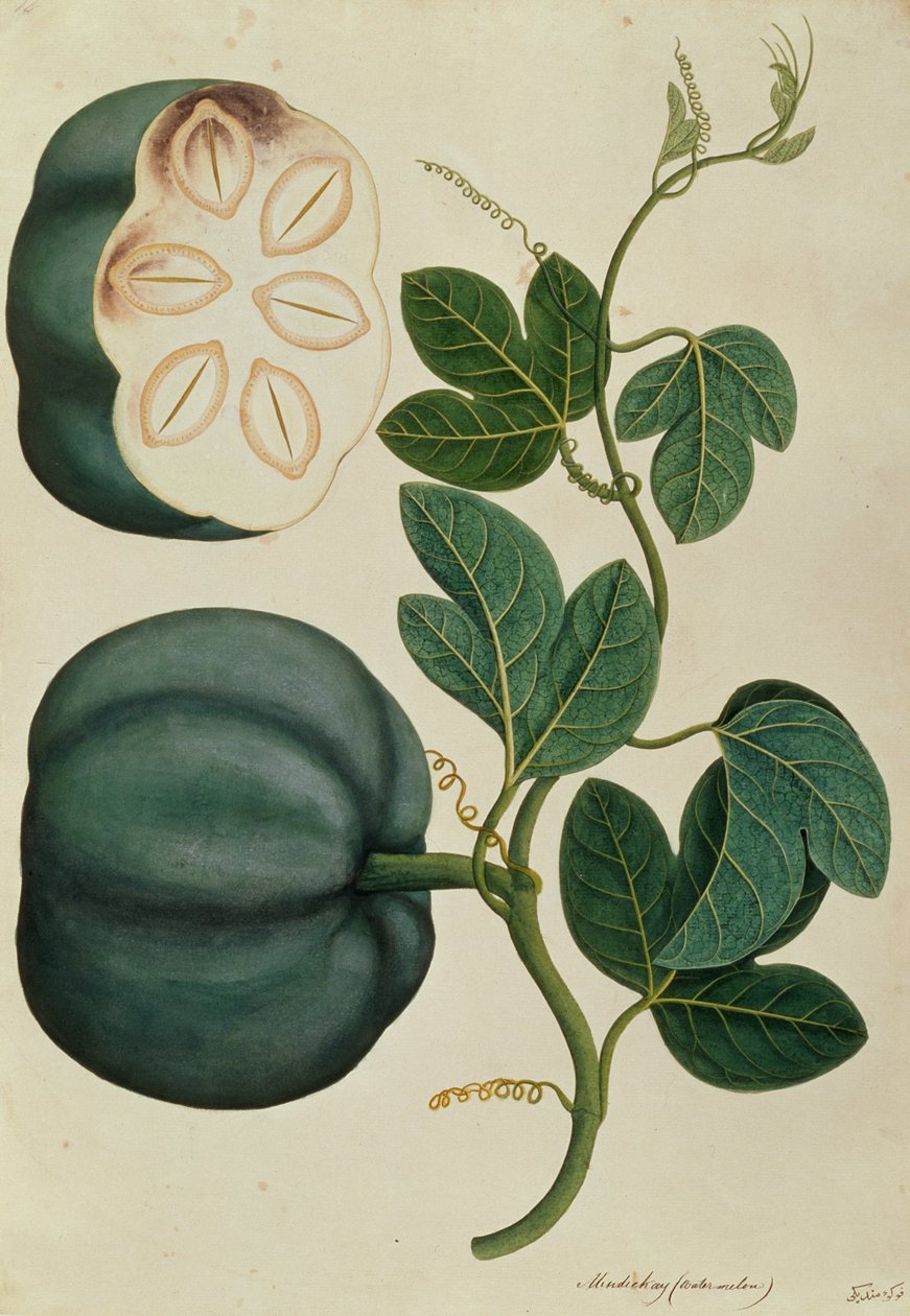 Mendickay eller vandmelon, fra tegninger af planter fra Malacca, ca. 1805-18 (wc på papir) af Chinese School