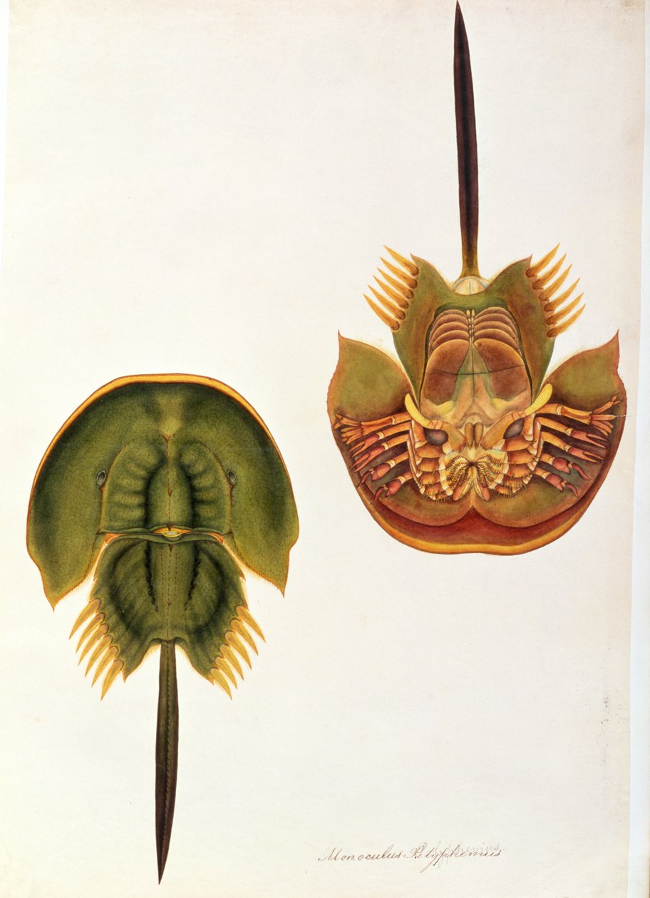 Monoculus Polyphemus, fra tegninger af dyr, insekter og krybdyr fra Malacca, ca. 1805-18 (wc og gouache på papir) af Chinese School