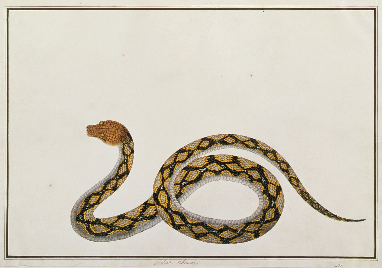 Oolur Chinde, fra tegninger af dyr, insekter og krybdyr fra Malacca, ca. 1805-18 (gouache og wc på papir) af Chinese School