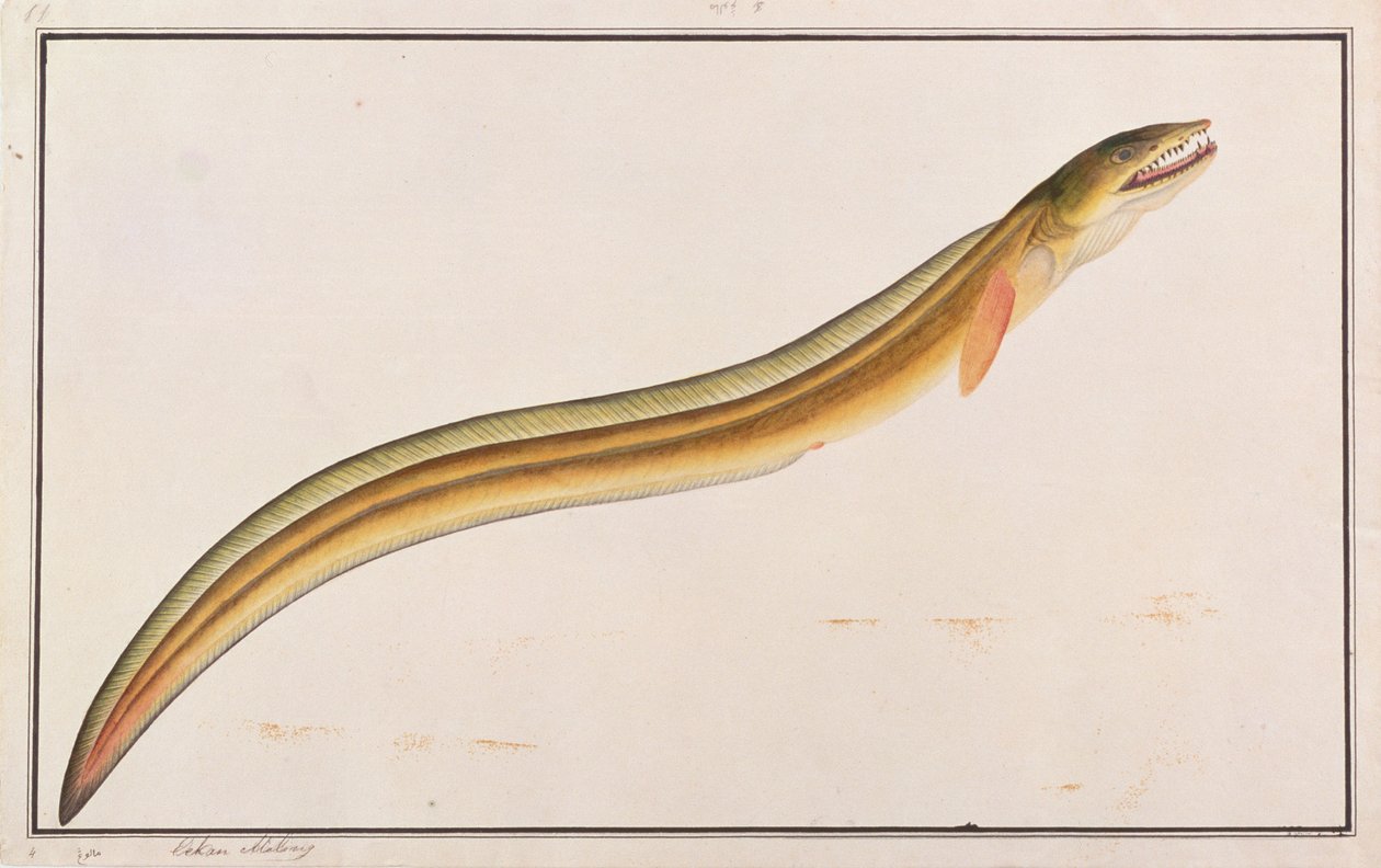 Pike Conger, fra tegninger af fisk fra Malacca, ca. 1805-18 (wc på papir) af Chinese School