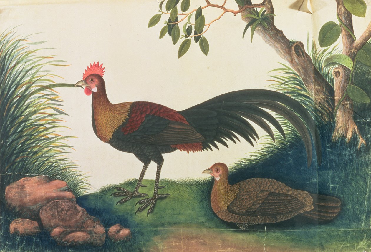 Fjerkræ, fra tegninger af fugle fra Malacca, ca. 1805-18 (wc på papir) af Chinese School