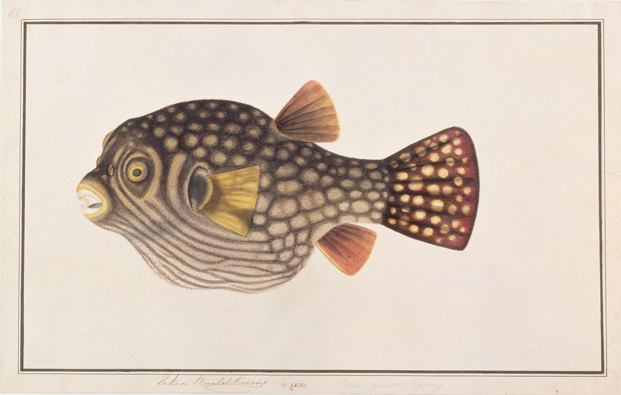 Reticulated Pufferfish, fra tegninger af fisk fra Malacca, ca. 1805-18 (wc på papir) af Chinese School