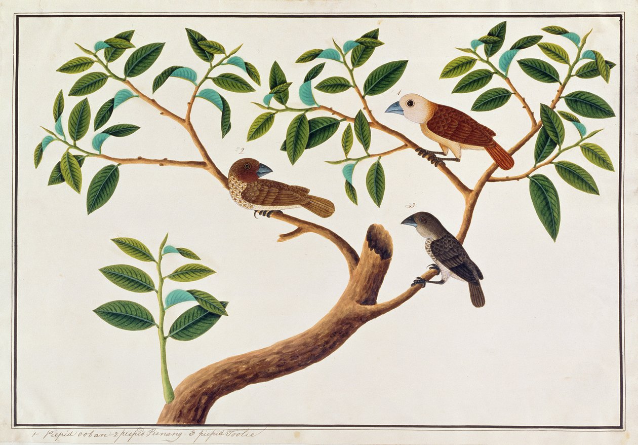 Munia med skællende bryster, hvidhovedet Munia og malaysisk honningguide, fra tegninger af fugle fra Malacca, ca. 1805-18 (wc på papir) af Chinese School
