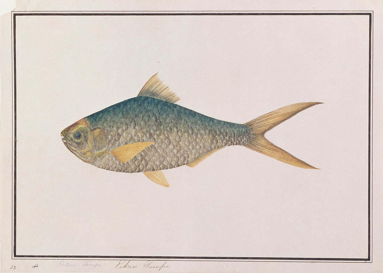 Shad, fra tegninger af fisk fra Malacca, ca. 1805-18 (wc på papir) af Chinese School