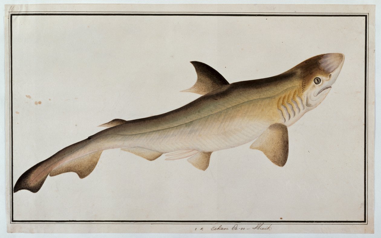 Shark, Eekan Ee-oo, fra Drawings of Fishes from Malacca, ca. 1805-18 (wc på papir) af Chinese School